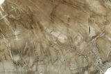 Petrified Wood (Woodworthia) Slab - Arizona #244933-1